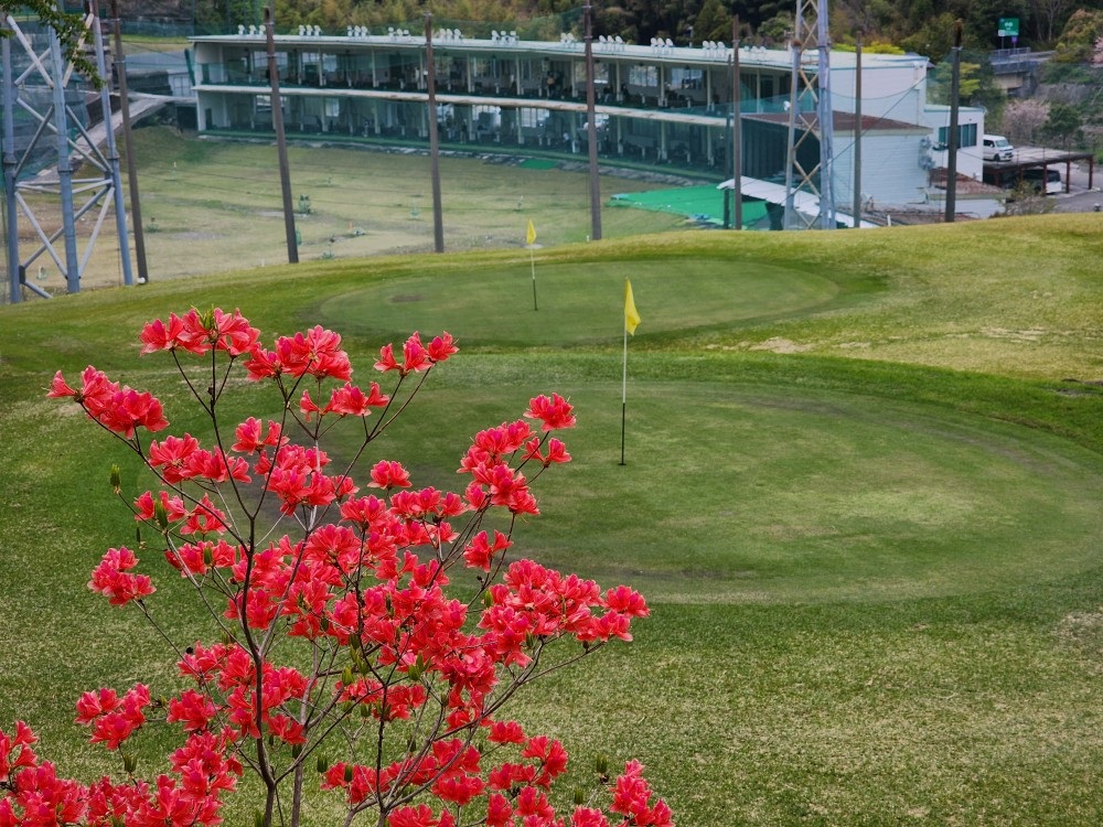咲き誇るツツジ越しに見える西高知ゴルフショートコースと打席練習場
グリーンの状態良好