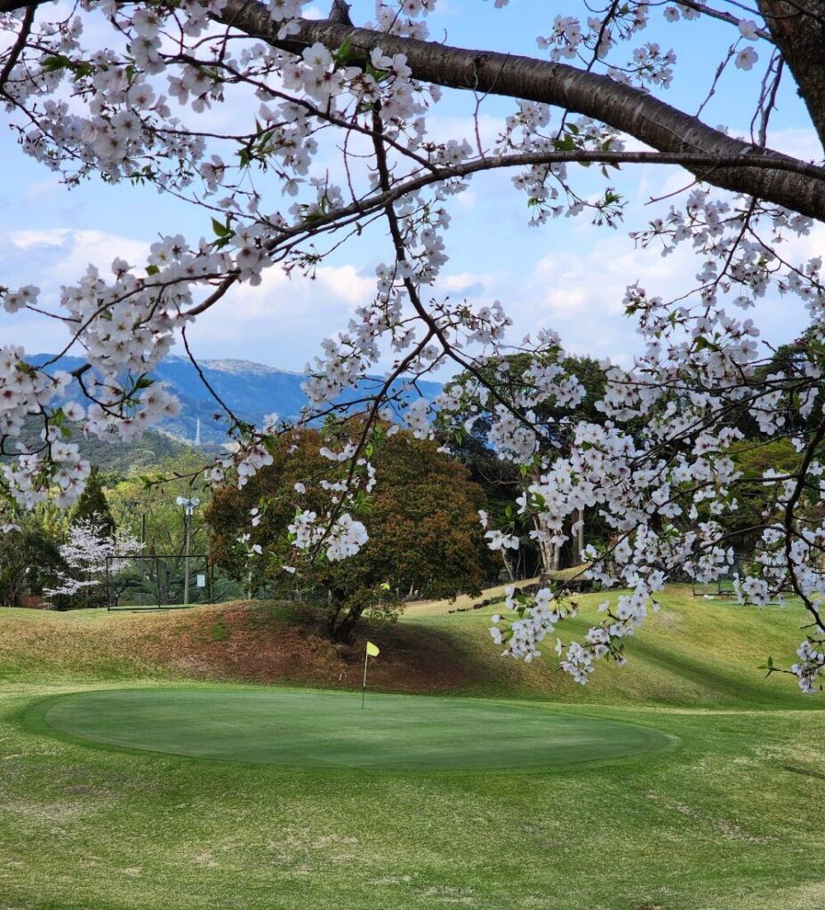 桜が満開の西高知ゴルフショートコース